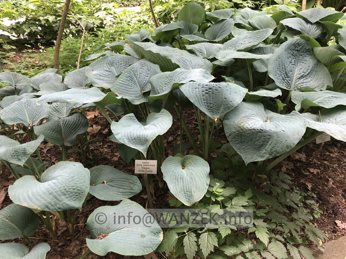 Hosta sieboldiana Elegans 03 (im Berggarten).JPG